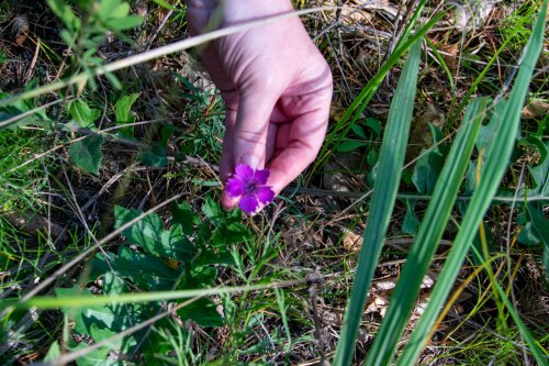 Ученые впервые доказали влияние озона на рост растений и поглощение углекислого газа